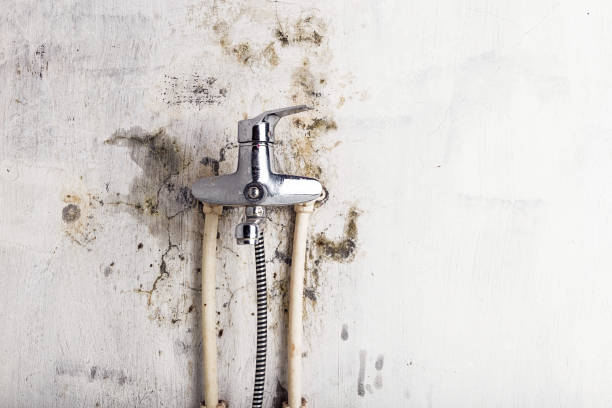 Best Mold Damage Repair  in Hicksville, OH