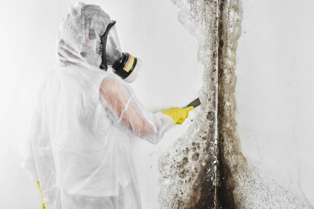 Best Fast Mold Removal  in Hicksville, OH