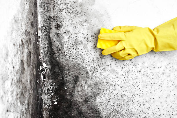 Best Mold Remediation  in Hicksville, OH