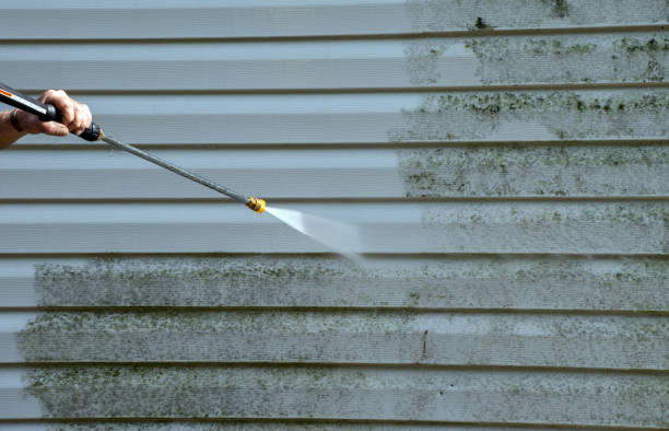 Best Black Mold Removal  in Hicksville, OH