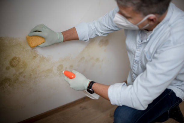 Best Office Mold Removal Services  in Hicksville, OH