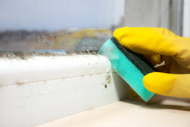 Best Mold Removal Company Near Me  in Hicksville, OH