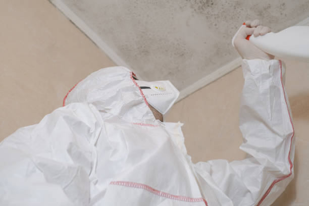 Best Professional Mold Removal  in Hicksville, OH