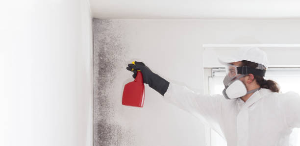 Best Mold Cleaning Services  in Hicksville, OH