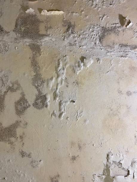 Trusted Hicksville, OH Mold Removal Experts