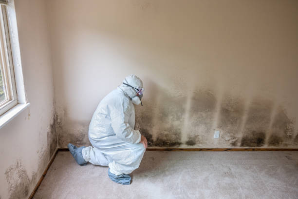 Best Mold Testing and Removal  in Hicksville, OH
