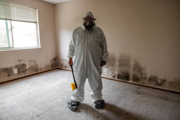 Best Mold Damage Repair  in Hicksville, OH