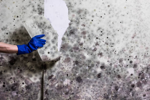Best Local Mold Removal Service  in Hicksville, OH
