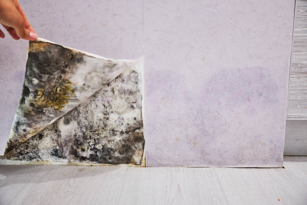 Mold Testing and Removal in Hicksville, OH